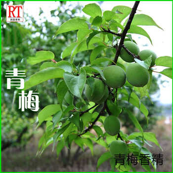 青梅香精、酸梅香精