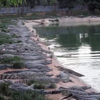 广东再升时代鳄鱼养殖基地