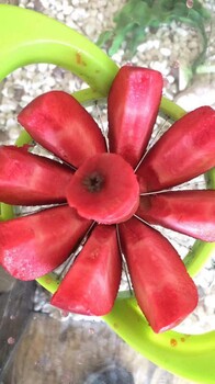 紅肉蘋(píng)果樹(shù)苗純度怎么？