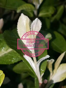 品綠農(nóng)業(yè)奶白茶茶苗極白茶苗新安4號(hào)特色白茶苗白茶苗