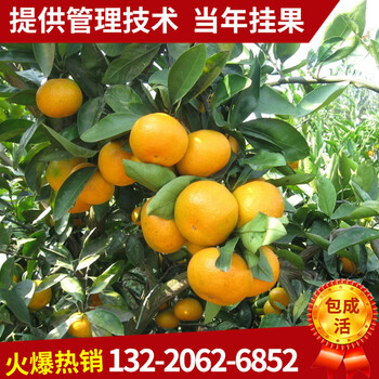 批發(fā)枳殼苗做什么品種砧木適應(yīng)性強(qiáng)
