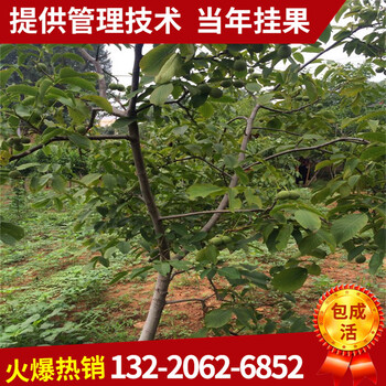 3公分核桃樹(shù)5公分桃樹(shù)5公分白蠟樹(shù)