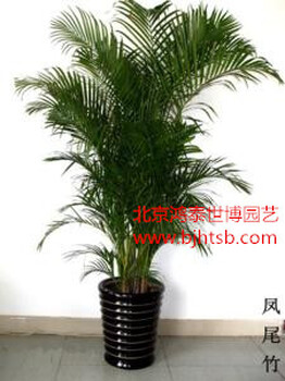 北京花卉租賃