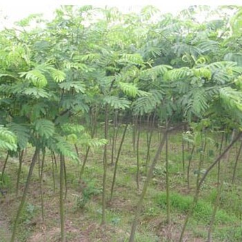 樸樹3-25公分出售苗圃