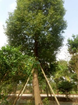 供應(yīng)大量香樟樹(shù)，苗圃批發(fā)數(shù)量