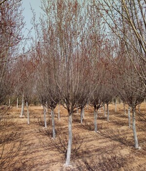 紫葉李（紅葉李）規(guī)格全批發(fā)量價格實惠