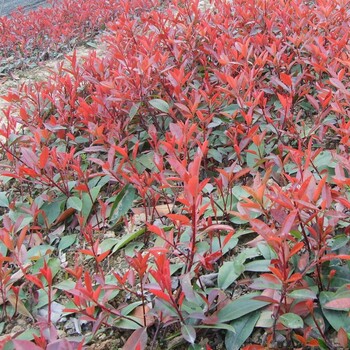 四川成都紅葉石楠價(jià)格實(shí)惠