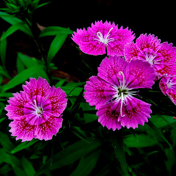 成都石竹苗圃基地批發(fā)價格