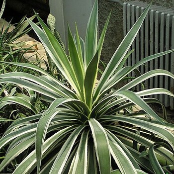 銀邊龍舌草成都大型龍舌蘭種植消費(fèi)基地銀邊龍舌蘭科屬景觀布置