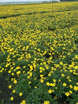 成都精巧苗栽木春菊露地观花植物木春菊杯苗工程苗装饰黄金菊零售