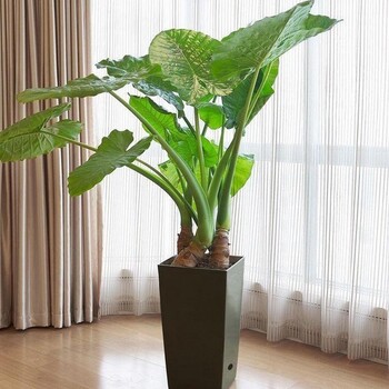 海芋基地批發(fā)海芋盆栽