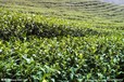 韶关绿茶批发，绿茶价格手工定制，绿茶加工批发
