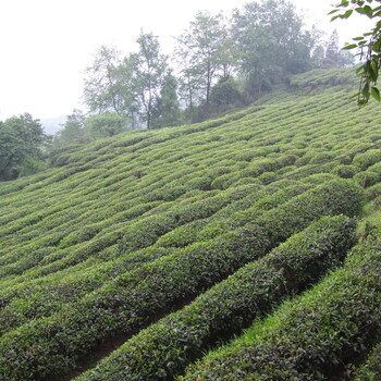 韶关绿茶绿茶市场茶叶白毛茶分析绿茶礼品定制