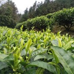 深圳明前茶加工手工茶白毛茶绿茶加工