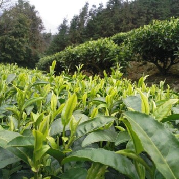 韶关绿茶的口感办公绿茶红茶罐装茶叶保质期长