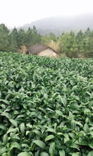 深圳绿茶的口感办公绿茶红茶罐装茶叶保质期长