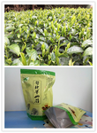 韶关春茶头春茶的特征颜色绿茶韶关头春茶头春茶