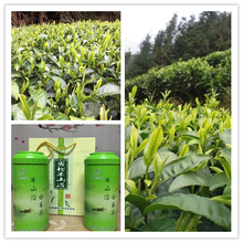 白毛茶图片绿茶红茶办公茶叶韶关沿溪山附近茶叶