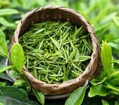 韶关绿茶华南茶区舒适的绿茶生产区域韶关绿茶