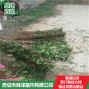 花椒苗哪里便宜2019年大紅袍花椒苗0.3元一棵