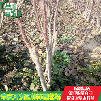 矮化蘋果苗親民價格種植矮化蘋果苗須知多少錢一棵