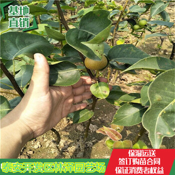 3公分梨樹批發(fā)