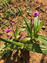 紫花三叉大白芨种苗种植基地白芨种植效益