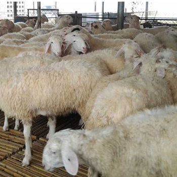 波爾山羊的飼料Q山羊育肥料Q放養(yǎng)波爾山羊育肥料