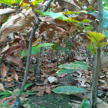 2018年紅光板栗苗出售價(jià)格2018年紅光板栗苗出售多少錢