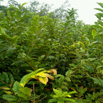 原種板栗苗行情山東原種板栗苗價格