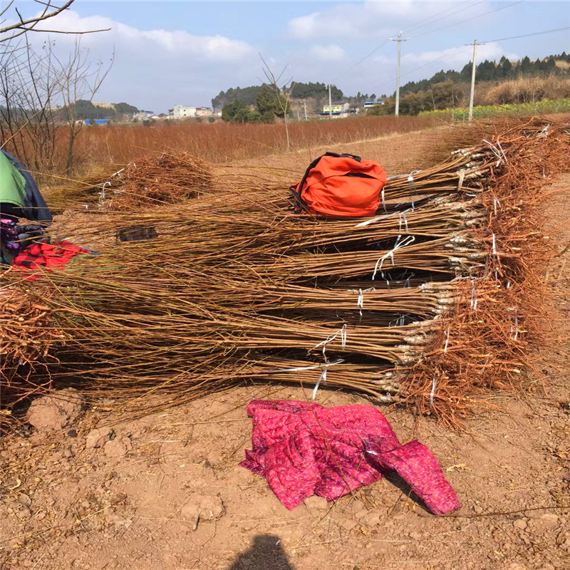 红宝石李子苗什么价格红宝石李子苗出售基地