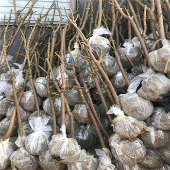 味馨杏李樹苗批發(fā)價格味馨杏李樹苗哪里批發(fā)