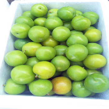 紅心李子苗批發(fā)什么價(jià)格紅心李子苗出售基地