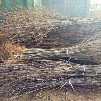 5公分李子苗批發(fā)價格5公分李子苗出售基地