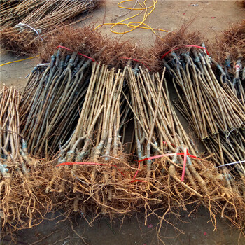 3公分李子苗批發(fā)基地3公分李子苗一棵多少錢