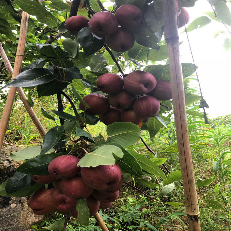 新品種圓黃梨樹苗哪里有賣的