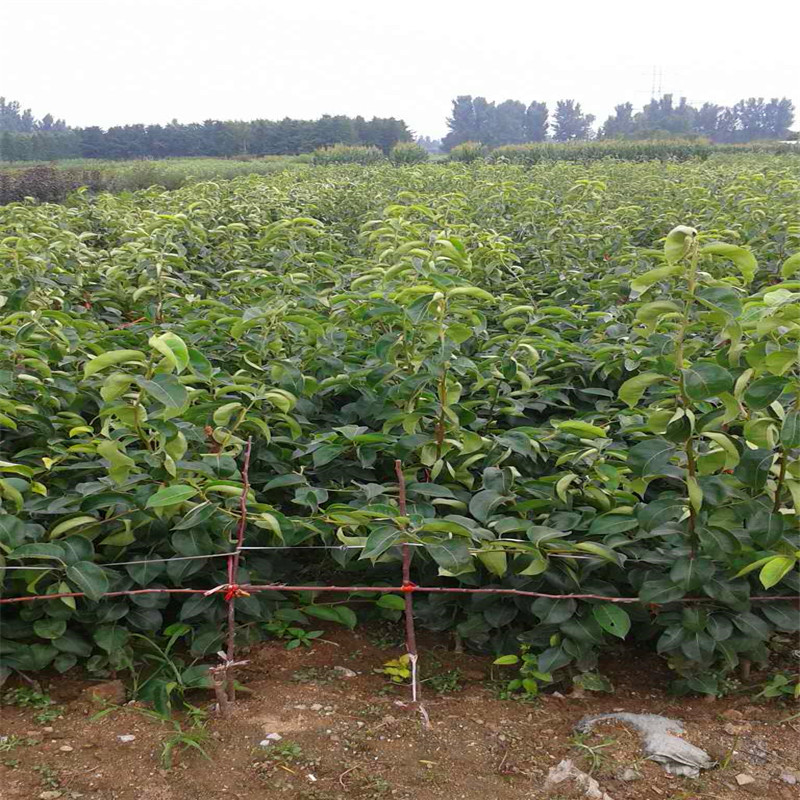 2018年4公分梨樹苗批發(fā)基地