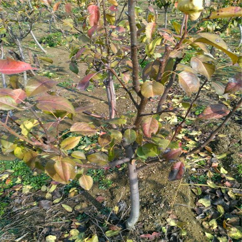 山東紅啤梨樹苗什么價格
