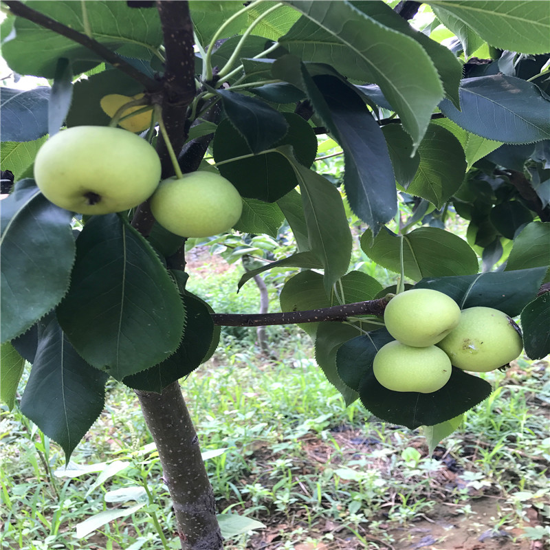 2018年玉露香梨樹苗批發(fā)多少錢