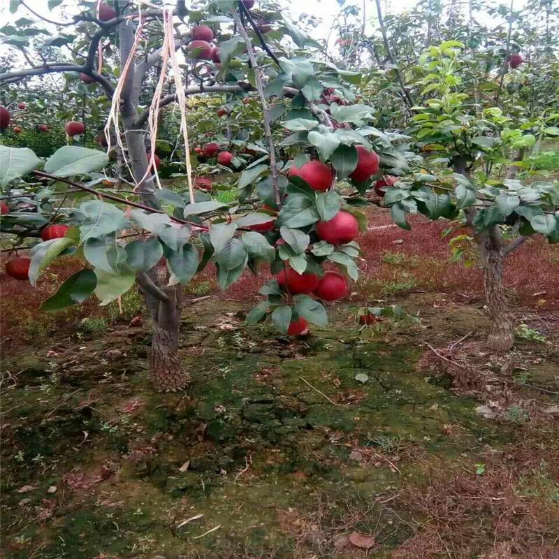新品種彩虹梨樹(shù)苗多少錢(qián)一株