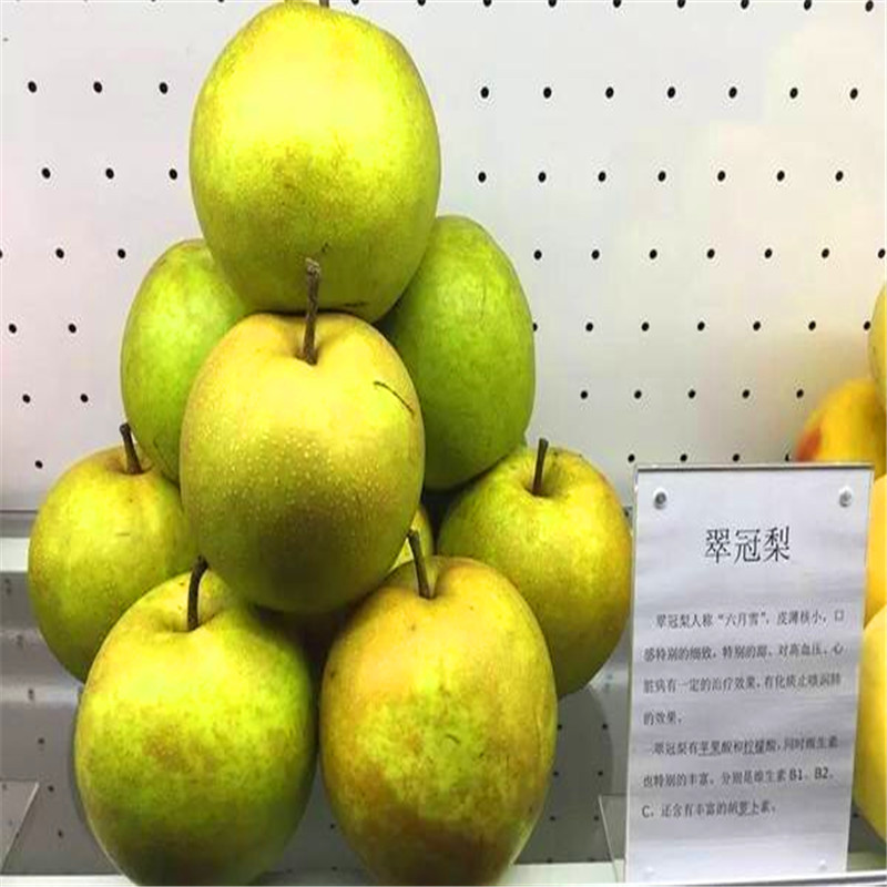 3公分梨樹苗批發(fā)基地
