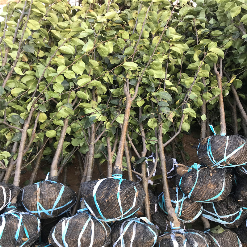 6公分梨樹苗價格