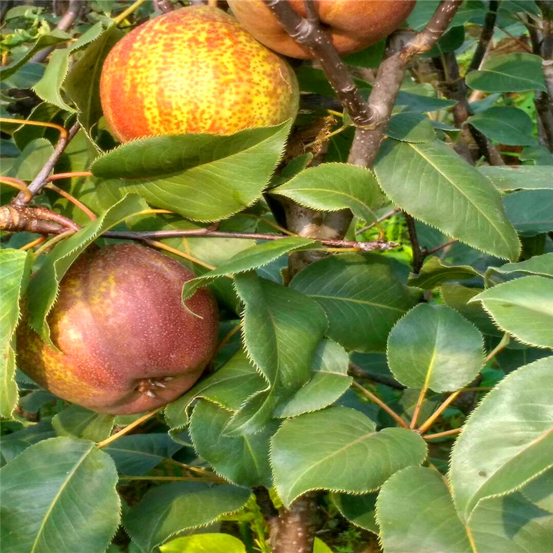 山東滿天紅梨樹(shù)苗批發(fā)單價(jià)