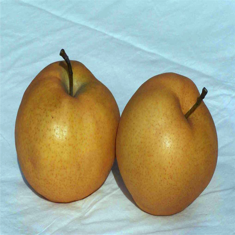 山東紅考密斯梨樹(shù)苗價(jià)格多少