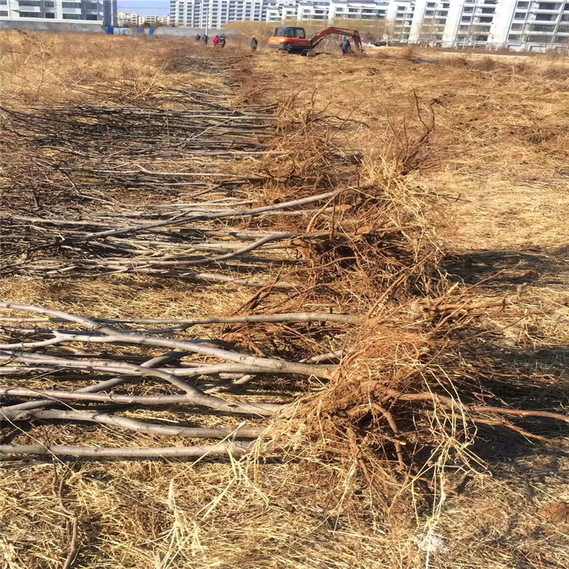6公分梨樹苗價格