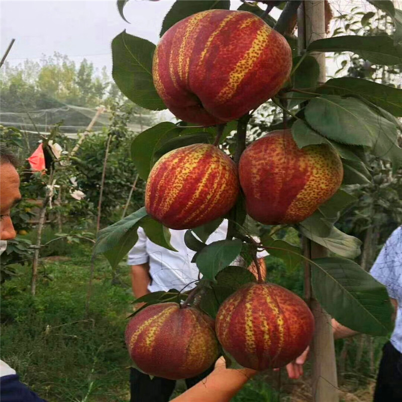 新品种金果梨树苗哪里有卖的