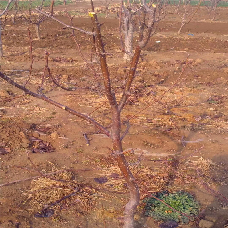 山東玉露香梨樹苗價格多少