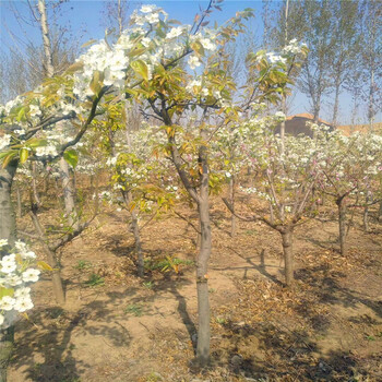山東紅考密斯梨樹(shù)苗價(jià)格多少