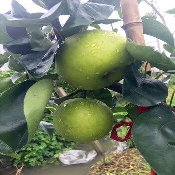 山東梨樹(shù)苗批發(fā)多少錢(qián)