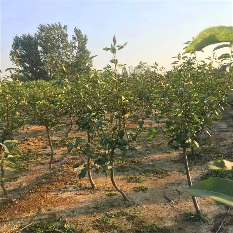 2018年紅安久梨樹(shù)苗出售基地